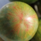 Tomate Kozula 132 (Samen)