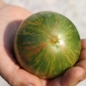 Tomate Kozula 132 (Samen)