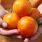 Tomate Lava Flow (Samen)