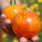 Tomate Lava Flow (Samen)