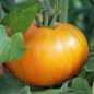Tomate Lava Flow (Samen)