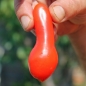 Tomate Long John (Samen)