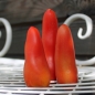 Tomate Long John (Samen)