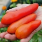 Tomate Long John (Samen)