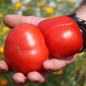 Tomate Manalucie (Samen)