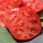 Tomate Manalucie (Samen)