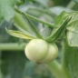 Tomate Manalucie (Samen)