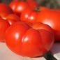 Tomate Marmande (Samen)