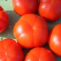 Tomate Marmande (Samen)