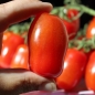 Tomate San Marzano Nano (Samen)