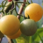 Tomate Mirabelle Blanche (Samen)