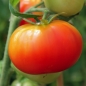 Tomate Moskowsky Ultraskorospely (Samen)