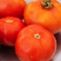 Tomate Moskowsky Ultraskorospely (Samen)