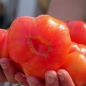 Tomate Oaxacan Jewel  (Samen)