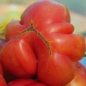 Tomate Oaxacan Jewel  (Samen)