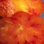 Tomate Oaxacan Jewel  (Samen)