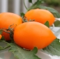 Tomate Olivine orange (Samen)