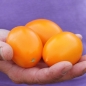 Tomate Olivine orange (Samen)