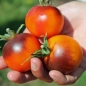 Tomate Orange Bleu  (Samen)