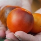 Tomate Orange Bleu  (Samen)