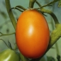 Tomate Orange Icicle (Samen)