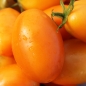 Tomate Orange Icicle (Samen)