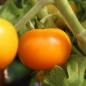 Neu! Tomate Queen Orange (Pflanze)