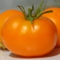 Neu! Tomate Queen Orange (Pflanze)