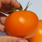 Neu! Tomate Queen Orange (Samen)