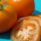 Neu! Tomate Queen Orange (Pflanze)