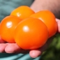 Neu! Tomate Queen Orange (Samen)