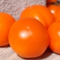 Neu! Tomate Queen Orange (Pflanze)