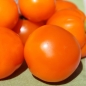 Neu! Tomate Queen Orange (Samen)