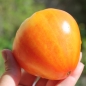 Tomate Orange Russian (Samen)