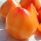 Tomate Orange Russian (Pflanze)