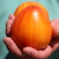 Tomate Orange Russian (Samen)