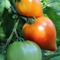 Tomate Orange Russian (Pflanze)