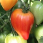 Tomate Orange Russian (Pflanze)
