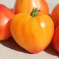 Tomate Orange Russian (Pflanze)