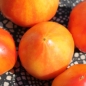 Tomate Orange Russian (Pflanze)