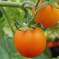 Tomate Oranzhevaja Slivka (Oranges Pfläumchen) (Samen)