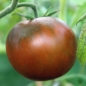 Tomate Oziris (Samen)