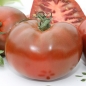 Tomate Oziris (Samen)