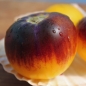 Tomate Pansy Ap (Pflanze)