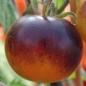 Tomate Pansy Ap (Pflanze)