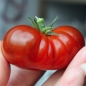 Tomate Petit Chocolate (Samen)