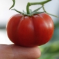 Tomate Petit Chocolate (Samen)