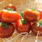 Tomate Petit Chocolate (Samen)