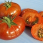 Tomate Petit Chocolate (Samen)