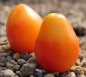 Tomate Piedmont (Samen)